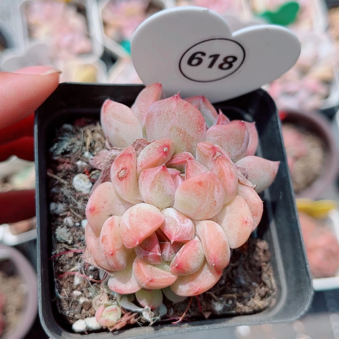 618号新品珍妮朵朵缀