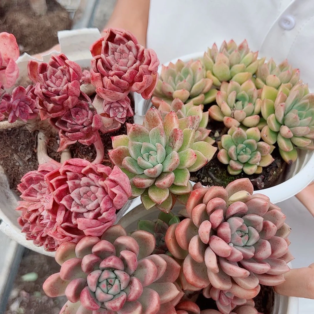 绚丽璀璨三盆多头群生老桩