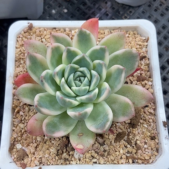 阿尔巴佳人锦多肉