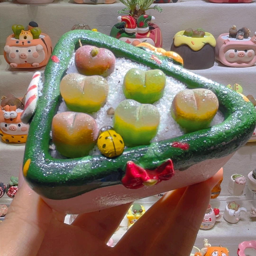 003高端多肉带盆土一套48