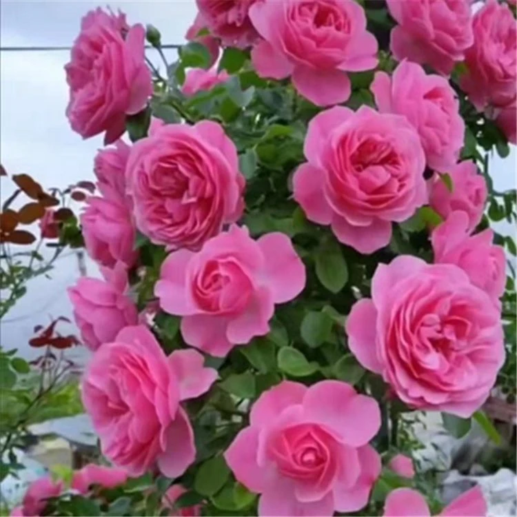 四季开花达芬奇藤本月季花卉爬藤植物四季开大花浓香