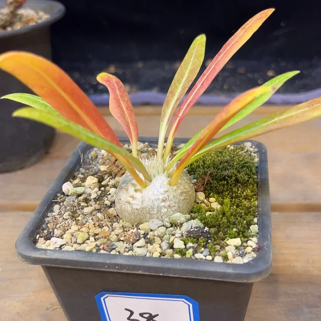 汤圆植物须笑好看的