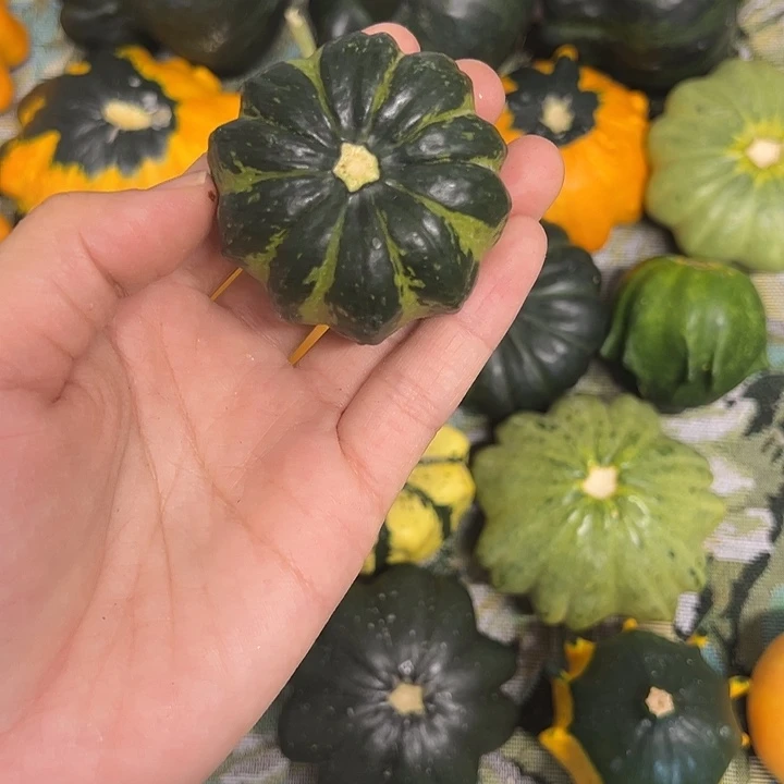 墨西哥葫芦葫芦葫芦葫芦葫芦