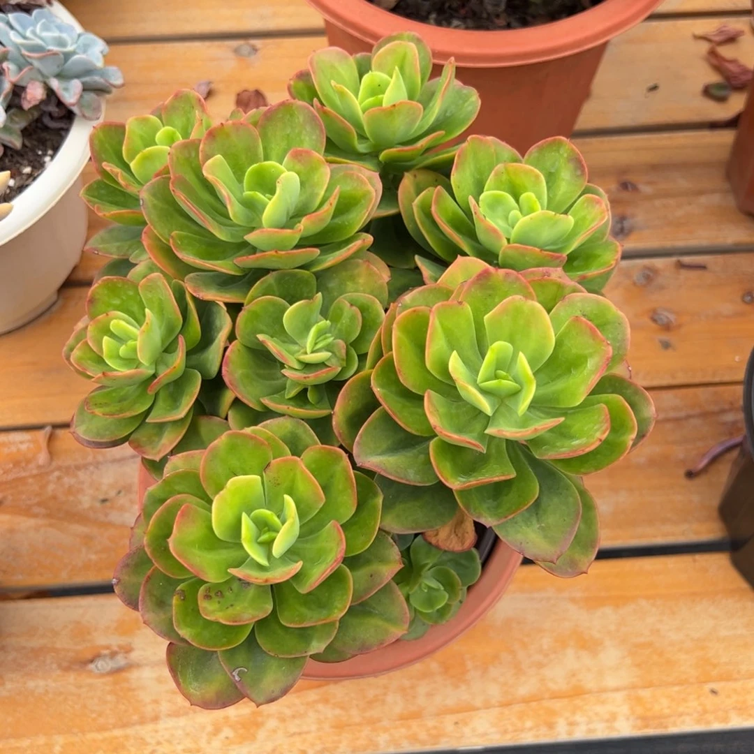 多肉植物多头红梅