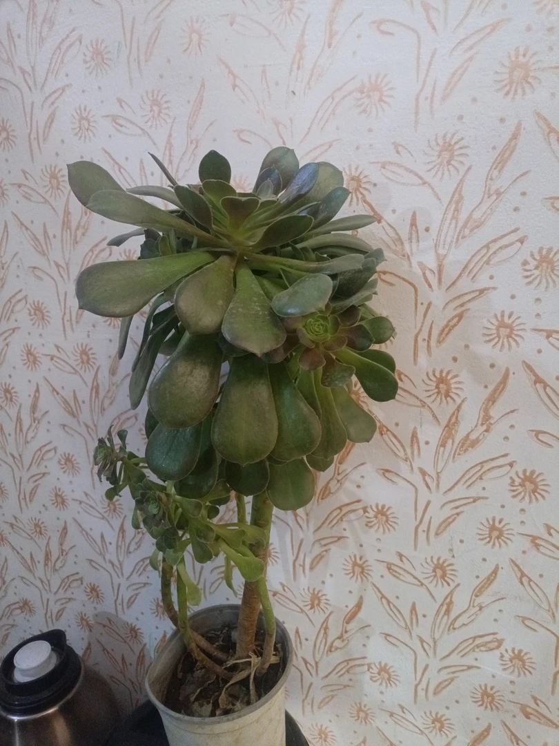 多肉植物法师绿法师高档老桩圆叶组合绿植