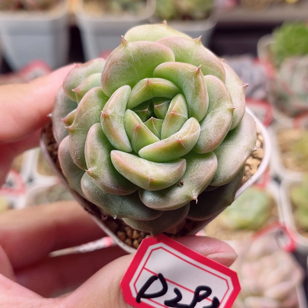 D298 一物一拍 18包邮