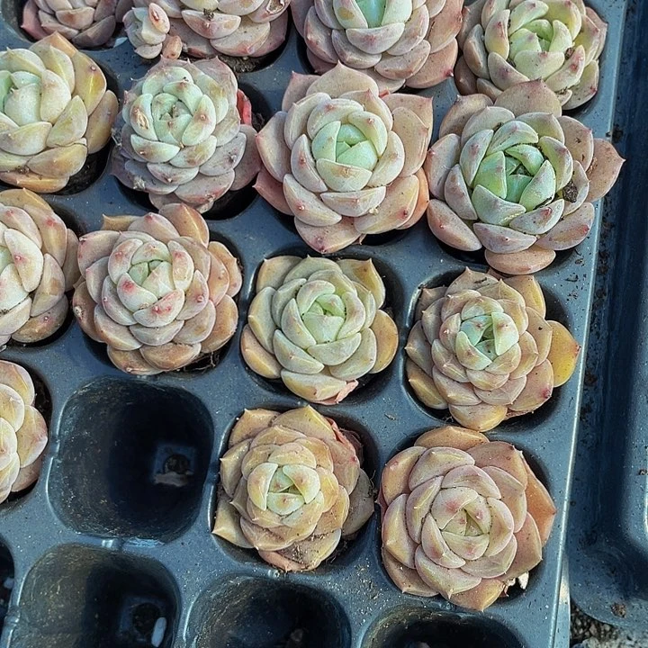 小纯爱1元带土发