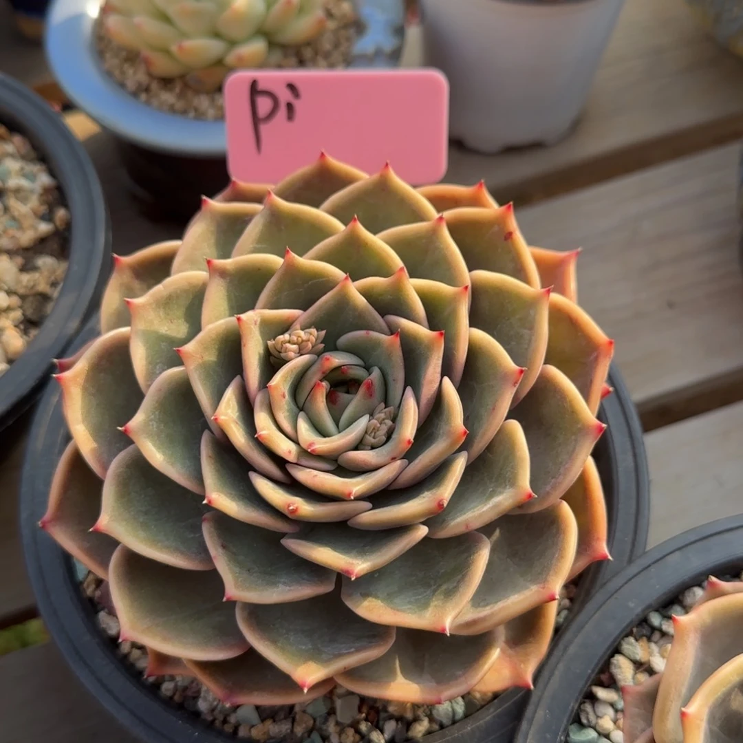 安吉丽娜单头五十包邮