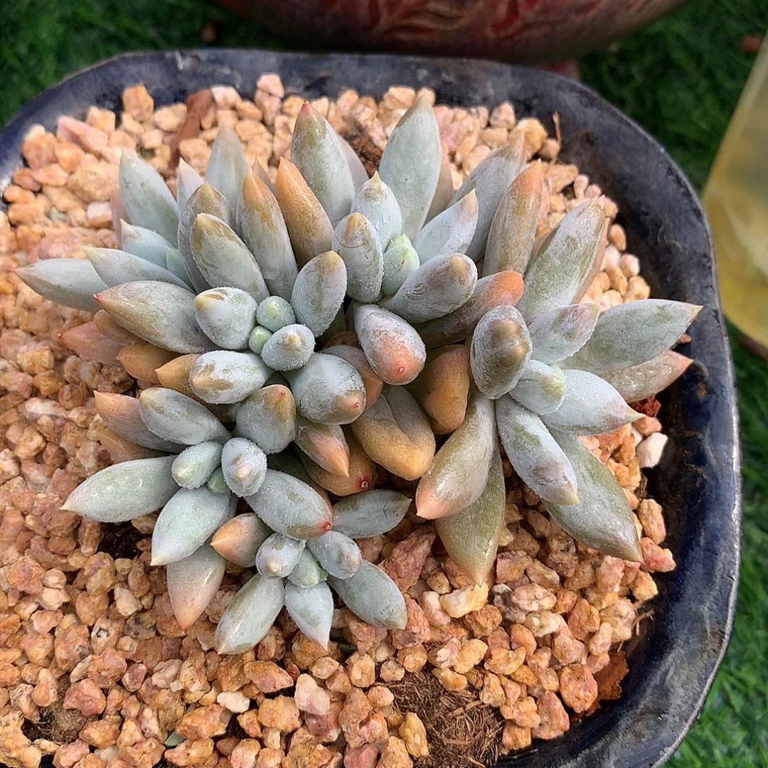 彩体哥特萝莉10 公分一物一拍
