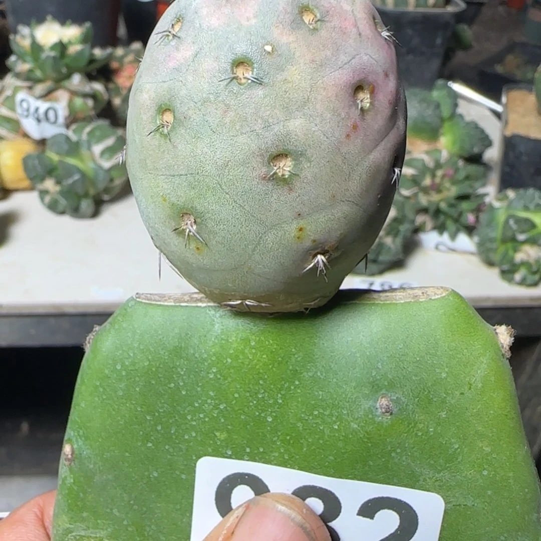 无花朵永久售后苗接洞洞932