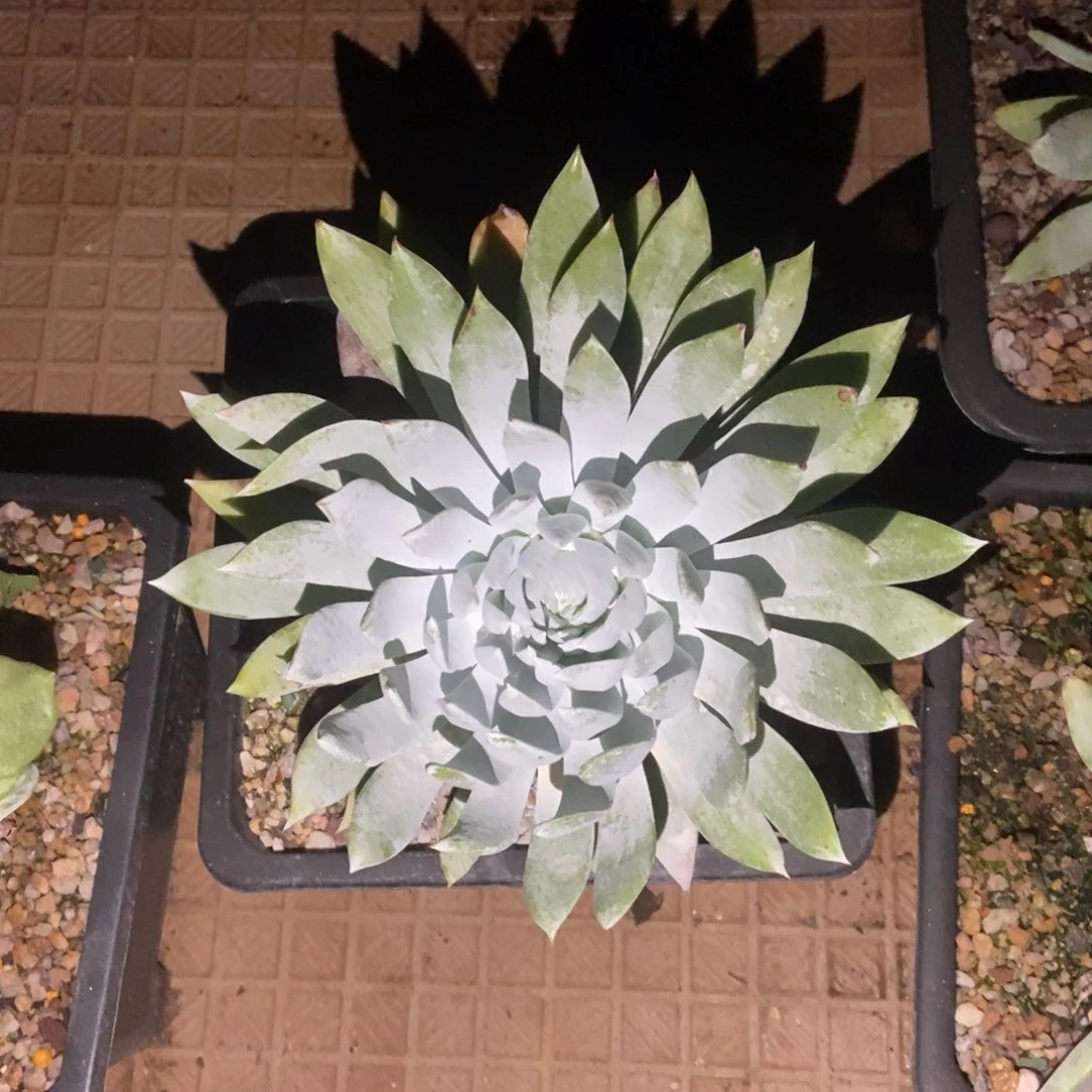 坎蒂丝多肉植物啦啦啦
