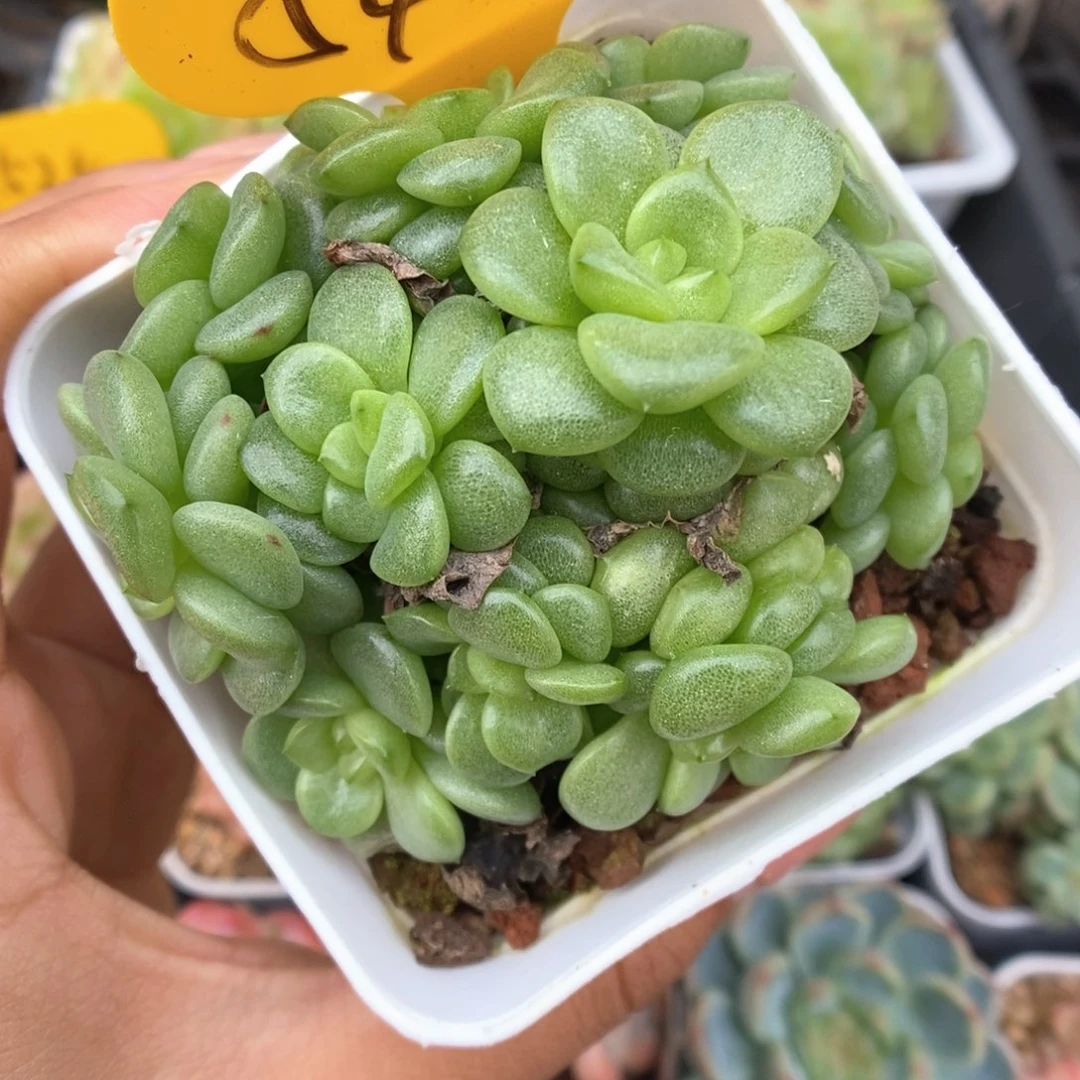 灯泡珍妮群生545号