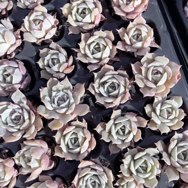 露娜莲10颗3cm 量拍多肉满20包邮