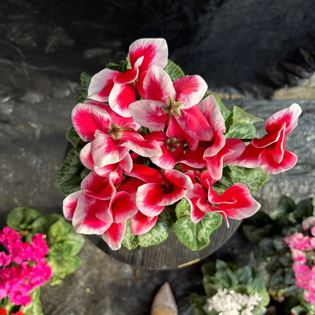 【花开啦】 （HD红雪边）大盆一代仙客来 新年喜庆 室内阳台桌面花卉