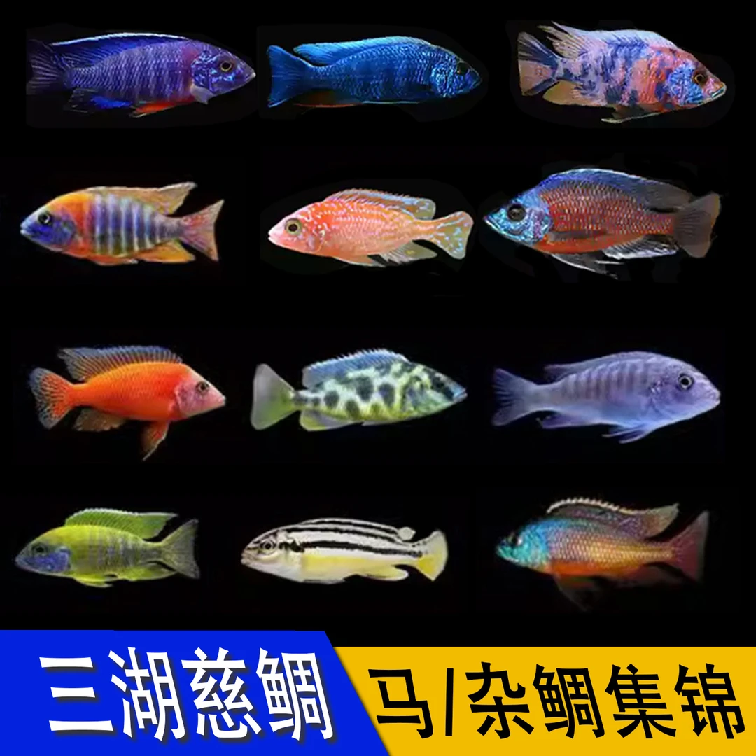 甄梦渔野三湖慈鲷南美闯缸马雕特蓝斑血钻短雕热带小型群游观赏鱼