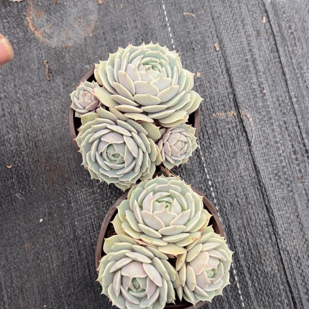 露娜莲三头两盆控养