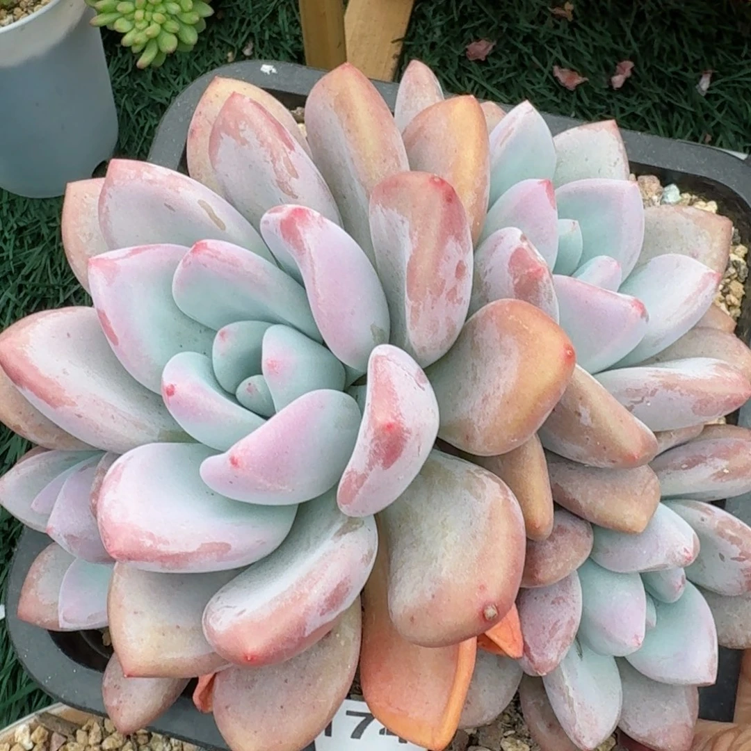 1749一物一拍（满28包邮）