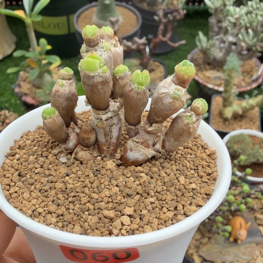 碧光环小兔子060仙人掌