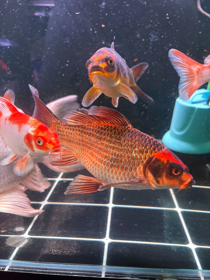 精品 红猫蝴蝶鲤