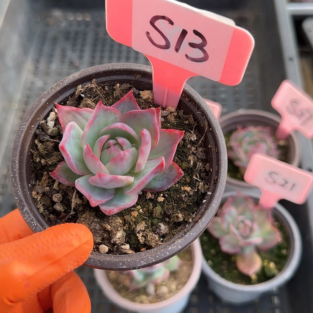 我***你S13惊鸿单头多肉