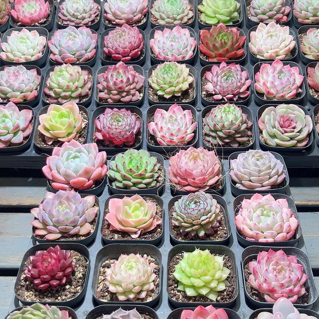 木16颗19.9 6.5cm口径黑方盆单头含盆含土量拍