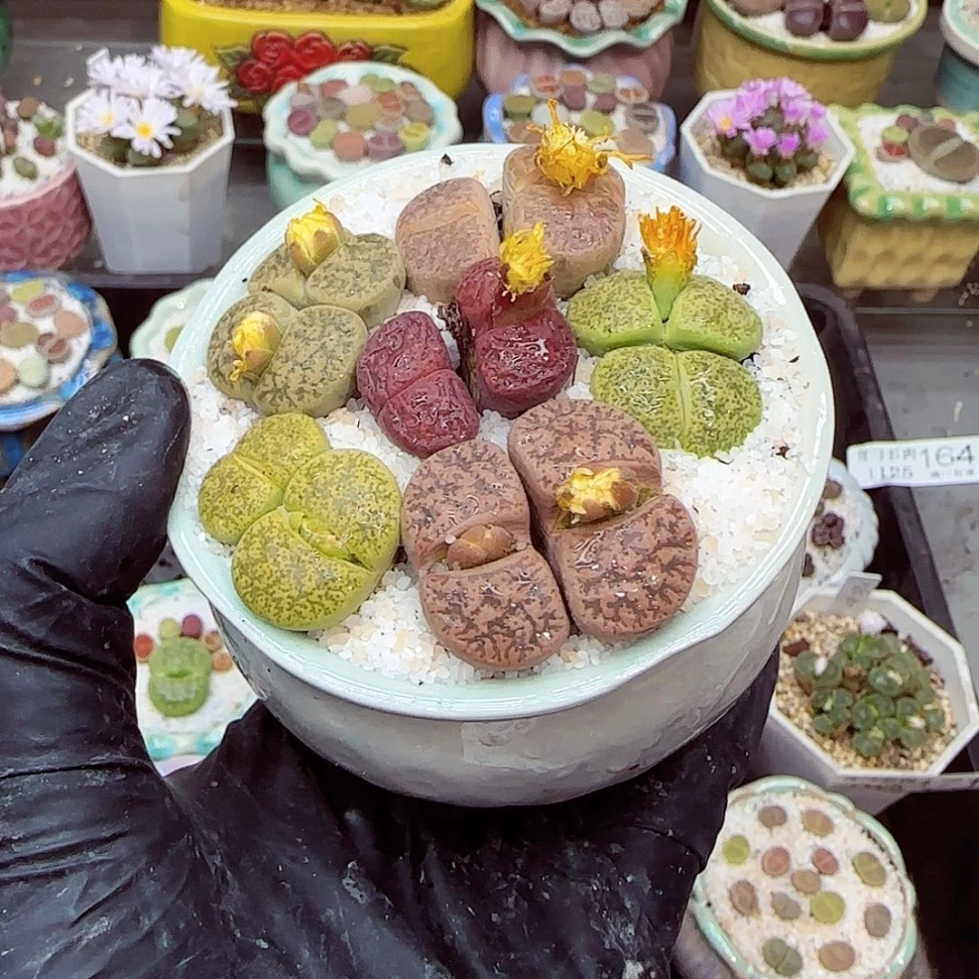 生石花满18包邮1125-172