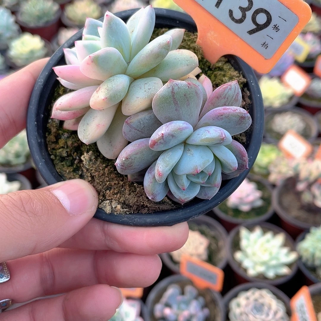 139号多肉底座变异