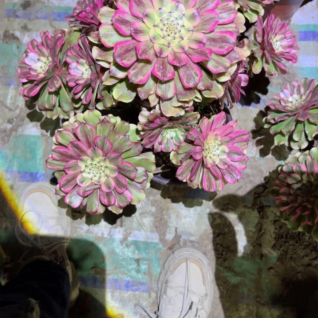 -**-沙黄法师多肉617