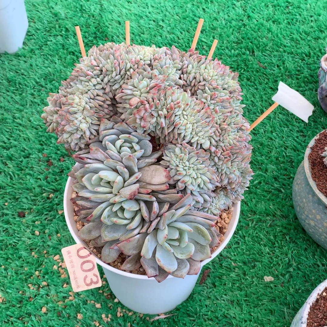 003橙子缀多肉植物