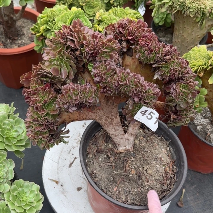 做***己多肉植物提取精华451