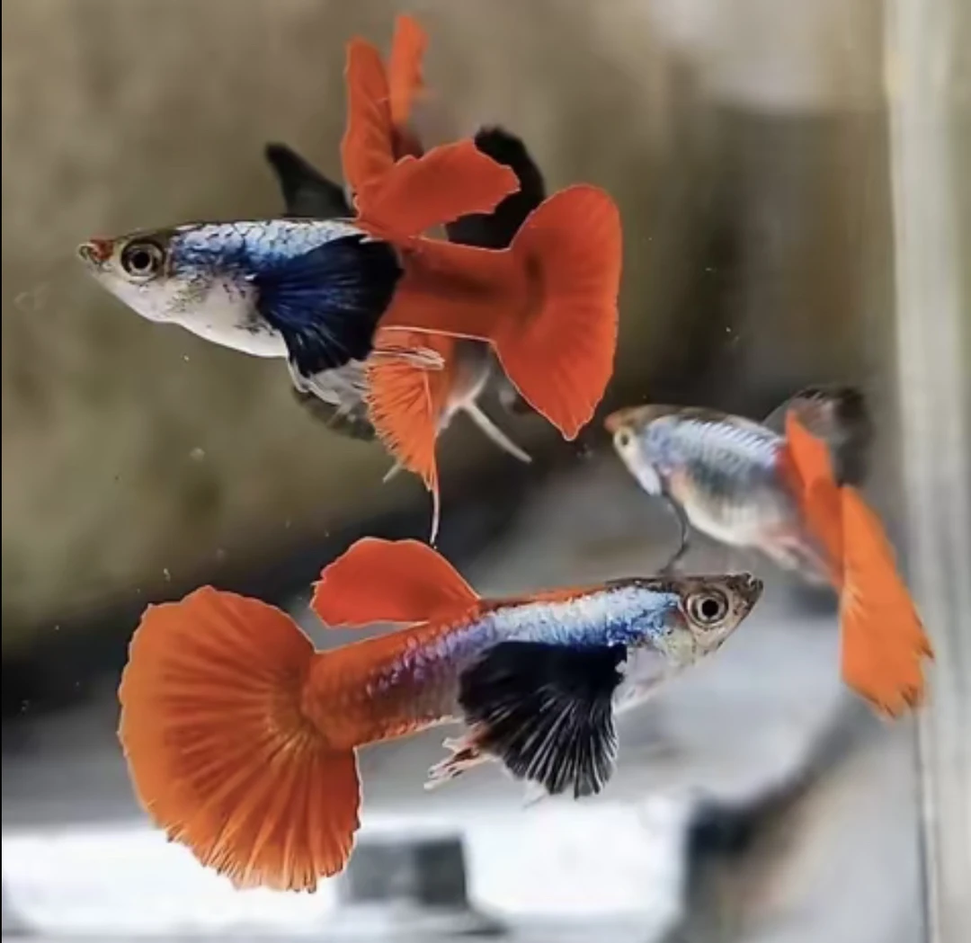 白金象耳鎏金花蝴蝶6个月月龄精品孔雀鱼公母搭对