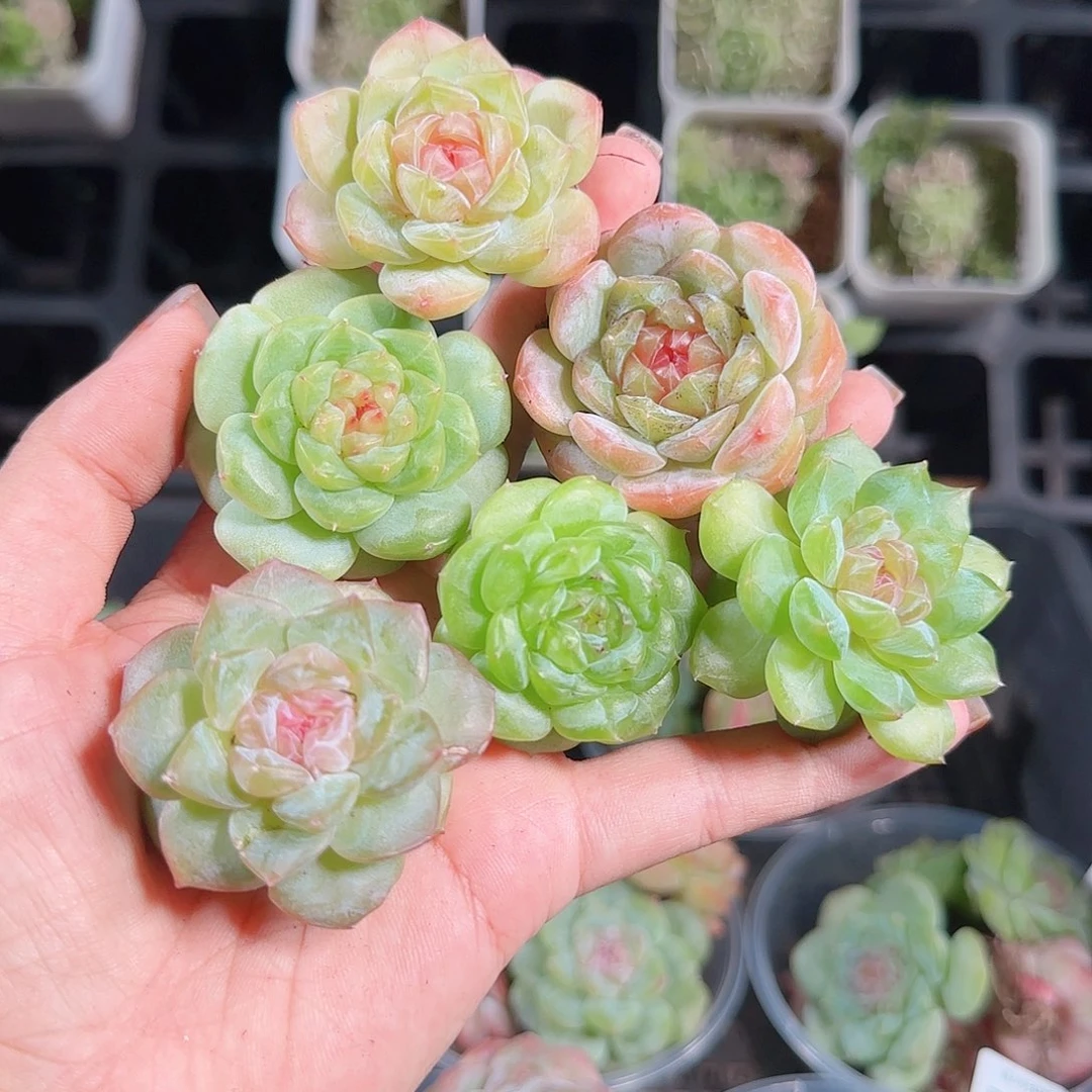 1008---143一物一拍