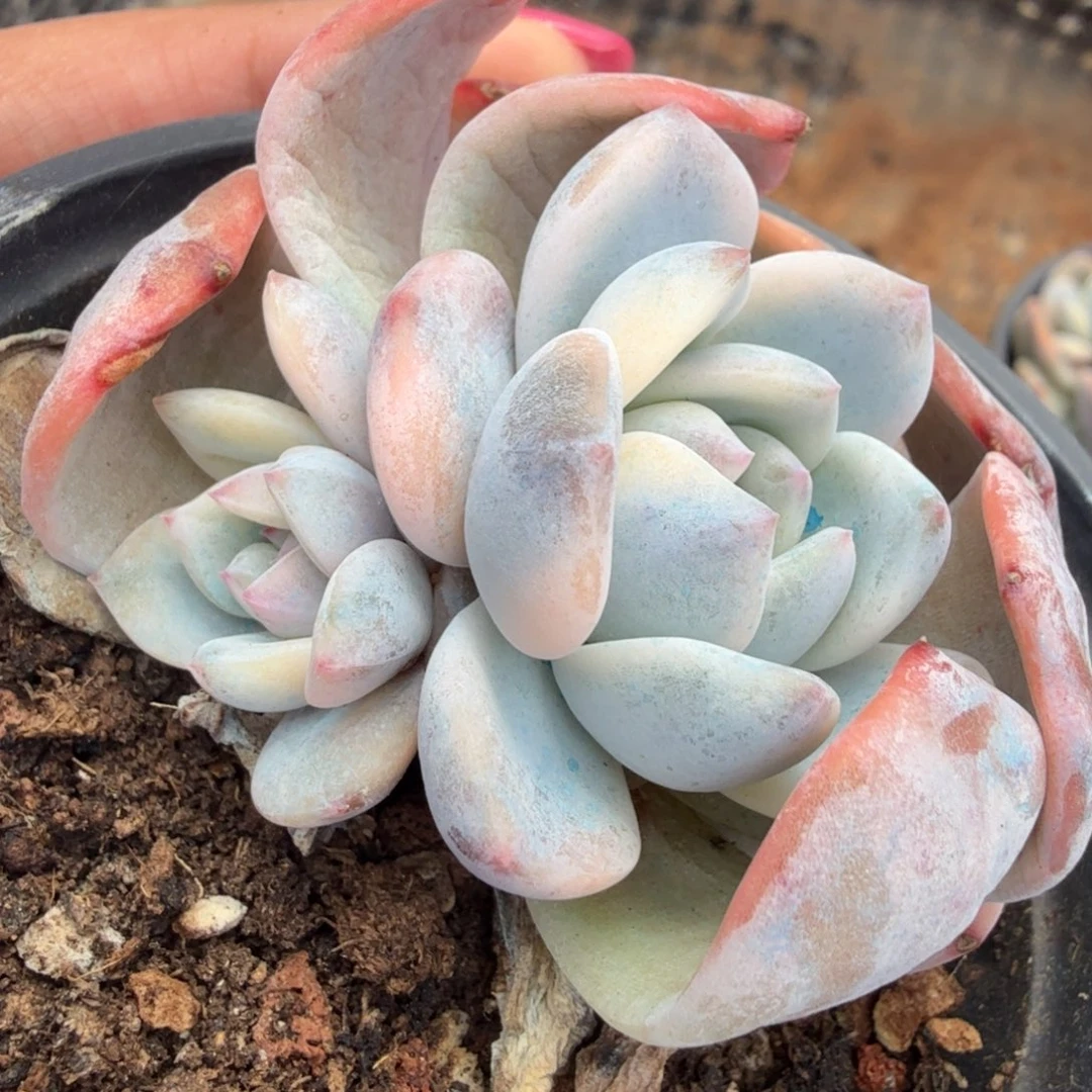 橙梦露锦腹轮锦一刻的日子哦