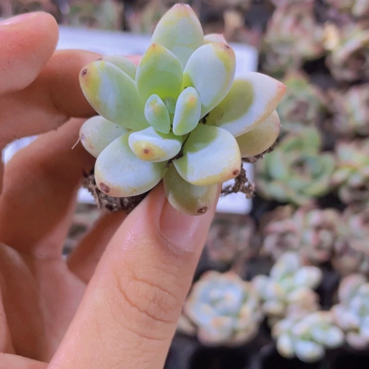 7号精品星星雪2米3颗