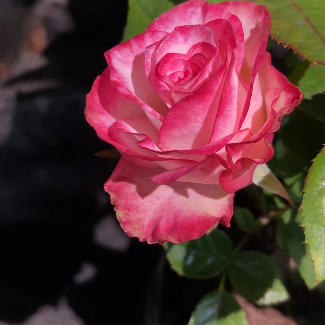 无花朵——杜卡迪 福利款