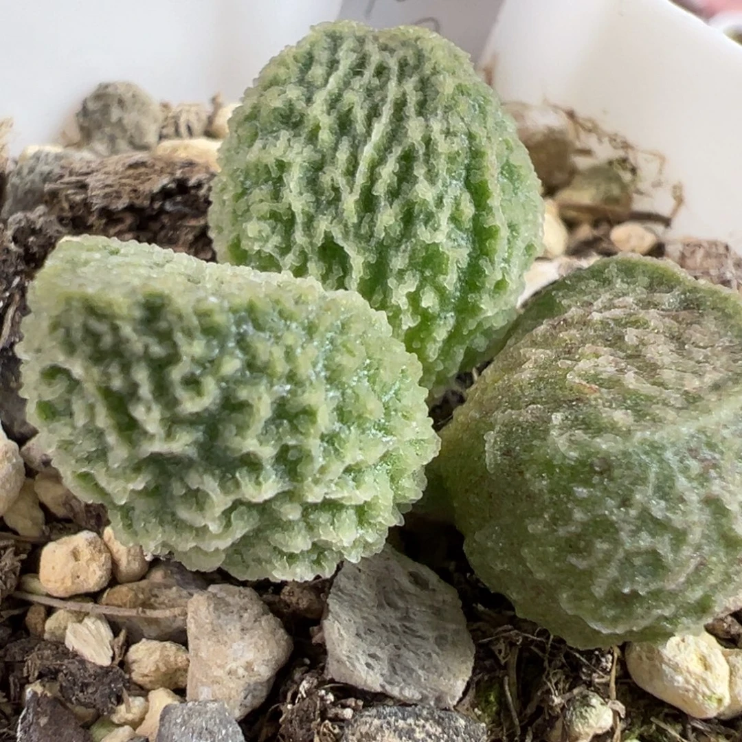 实生新品多肉植物水泡多肉植物水泡