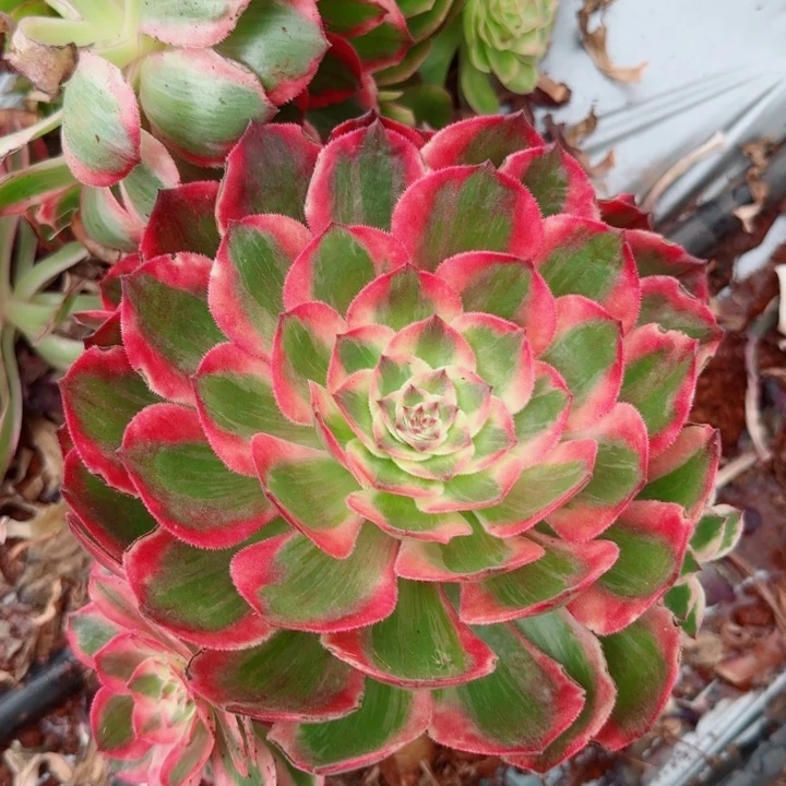 多肉 赤子心多肉法师职业了