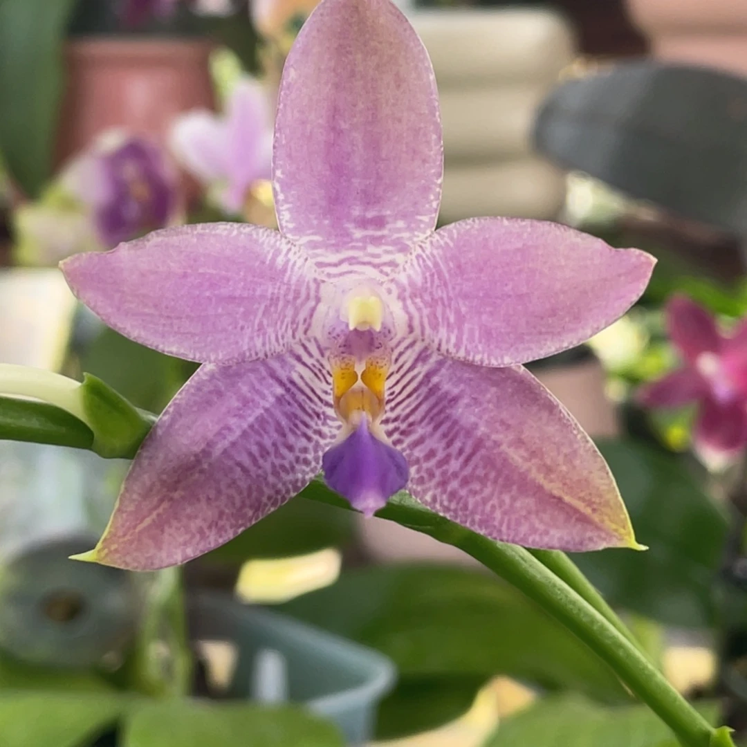 完全开放柳林3667