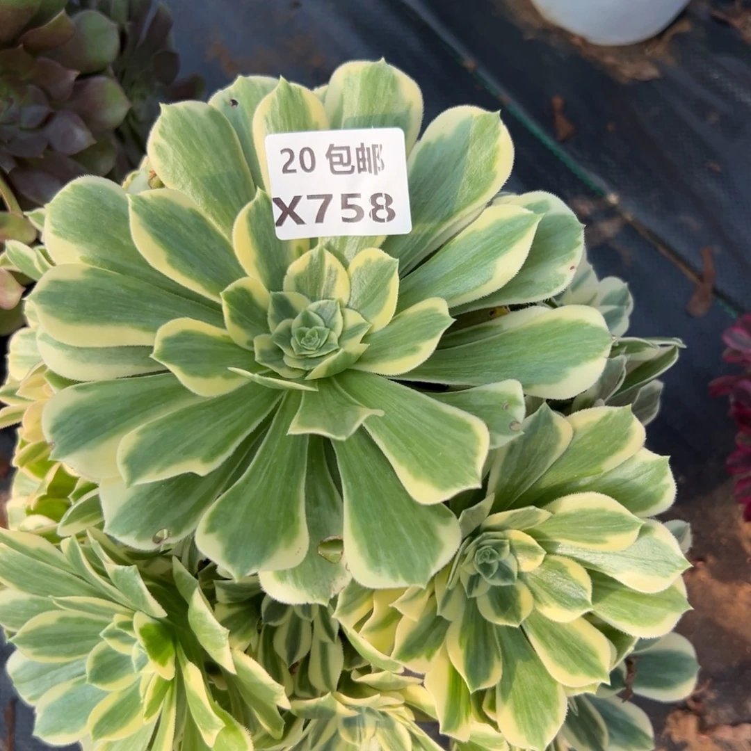 758迈巴赫，满20包邮嘟叮熊