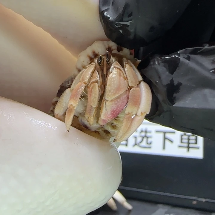 A60粉紫钳 灰白1.0cm口径