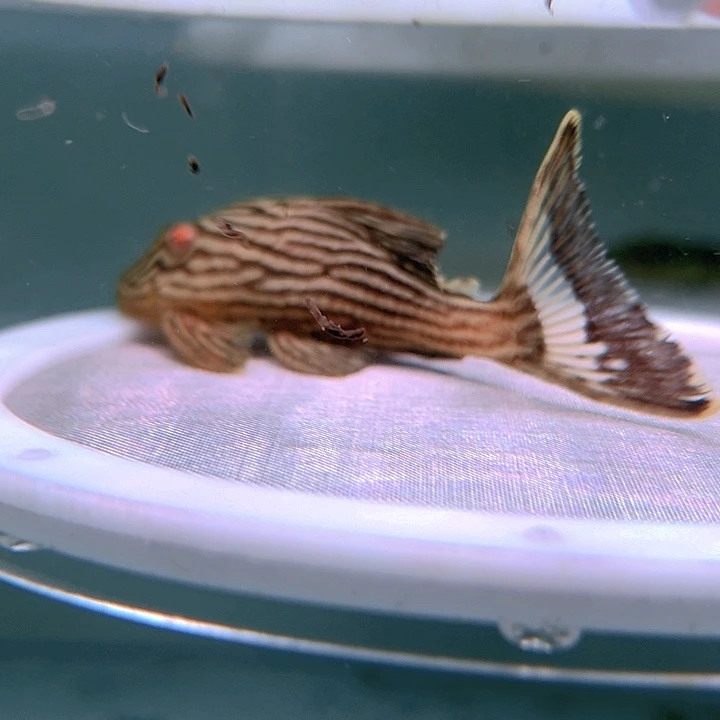 清道夫10-017申古白金一条尺寸10