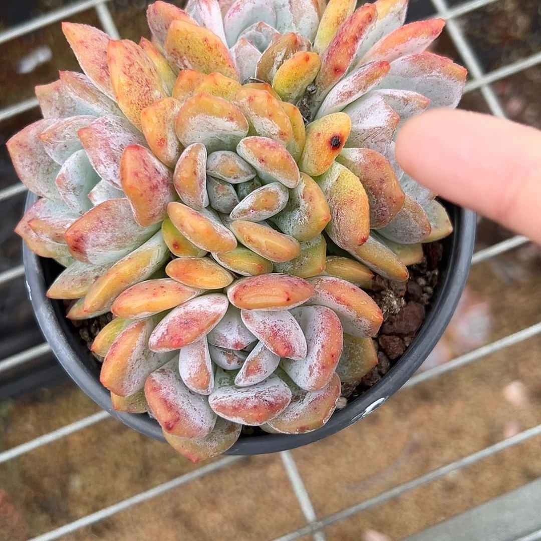 @***莉轻轻松松就能得到一颗星影