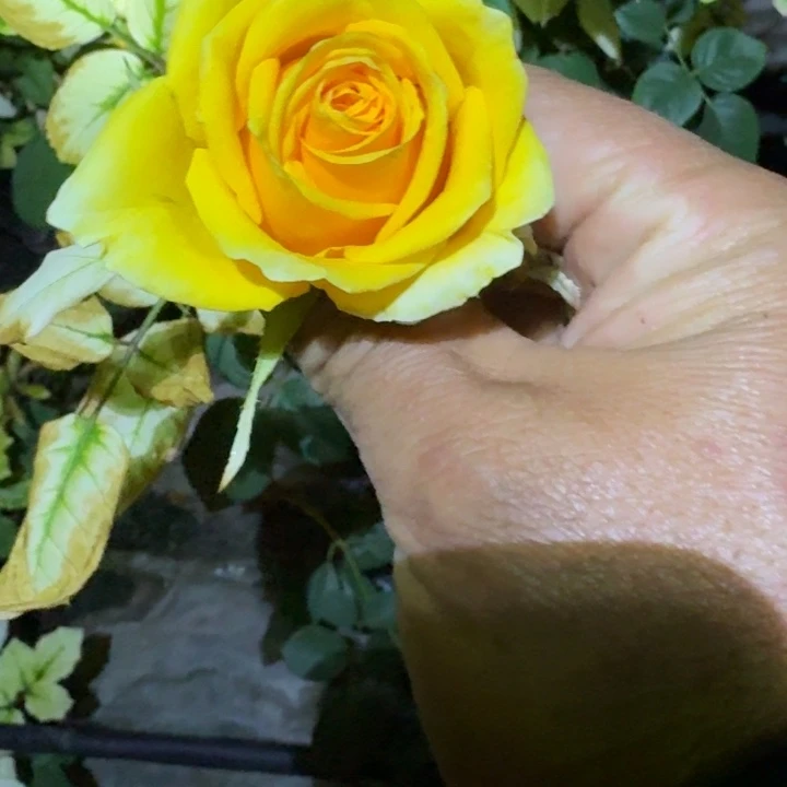 无花朵头牌一加仑苗