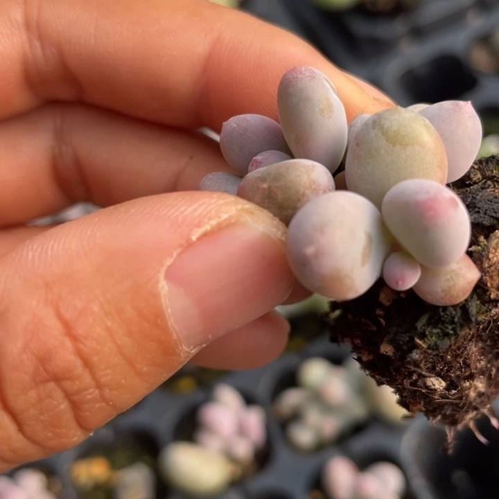 彩虹奶群生随机发满18包邮