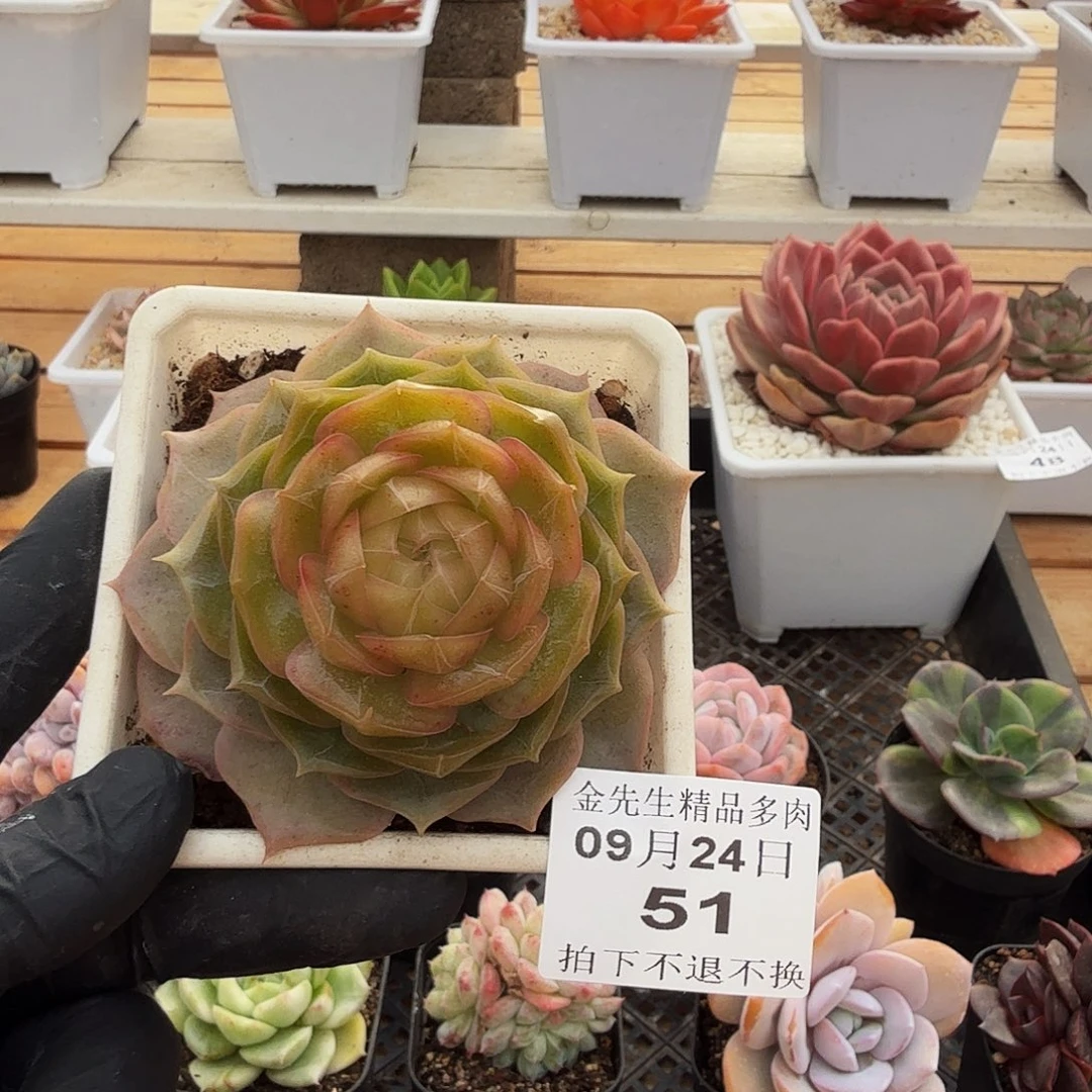 0924-51琉璃盏单头