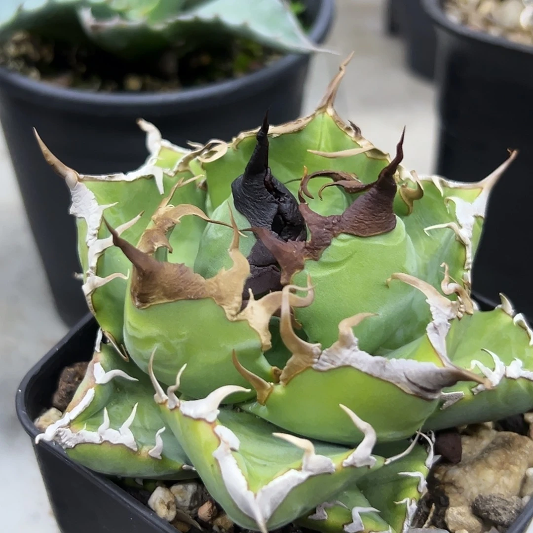 魔丸一物一拍偏远不包邮不退不换