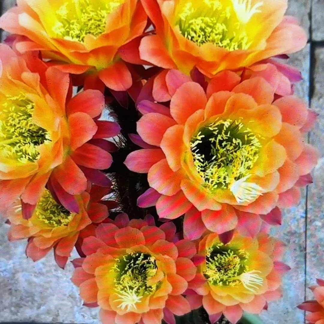 杏光辉毛侧牙20包邮