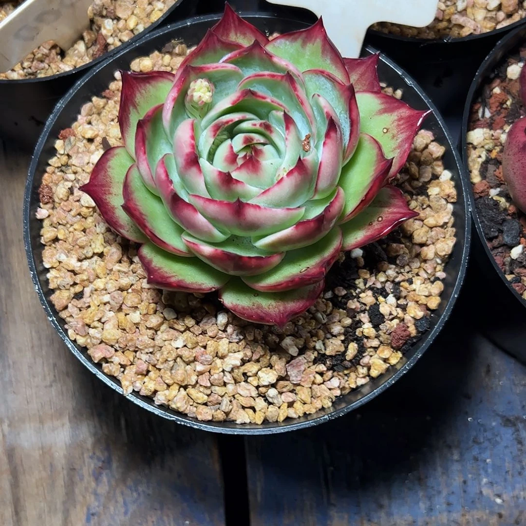 花***花惊鸿仙子一物一拍3083号