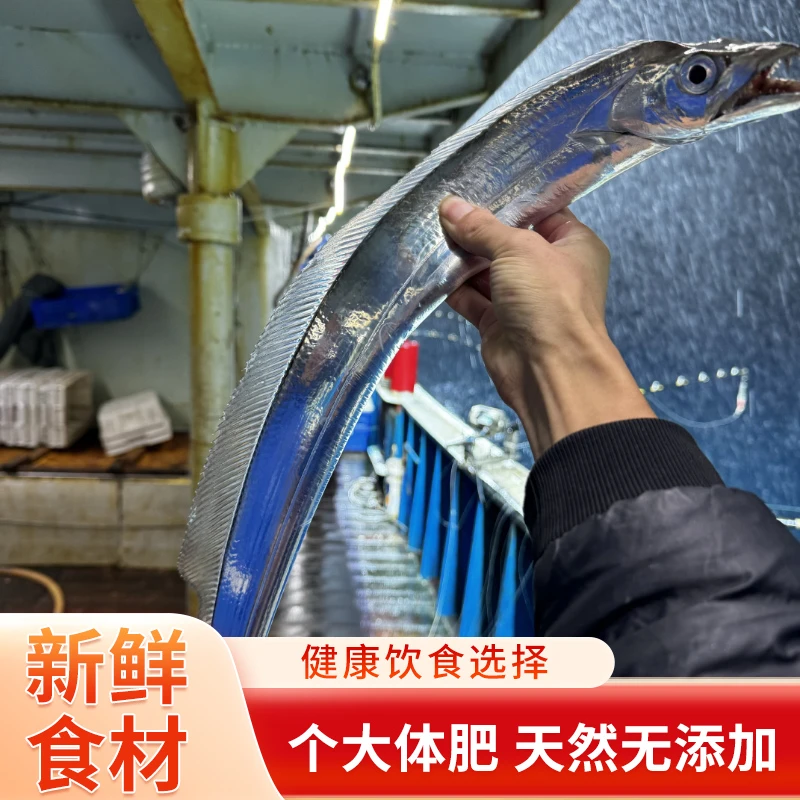 【稀缺带鱼王3.6斤3条】东海象山石浦海鲜海钓带鱼 肉厚鲜嫩