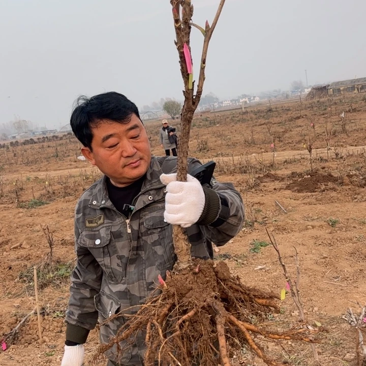 【闪购商品】当前无花栽培后可以开花黄冠21